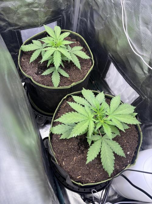 Northern Lights Fem. Week 4