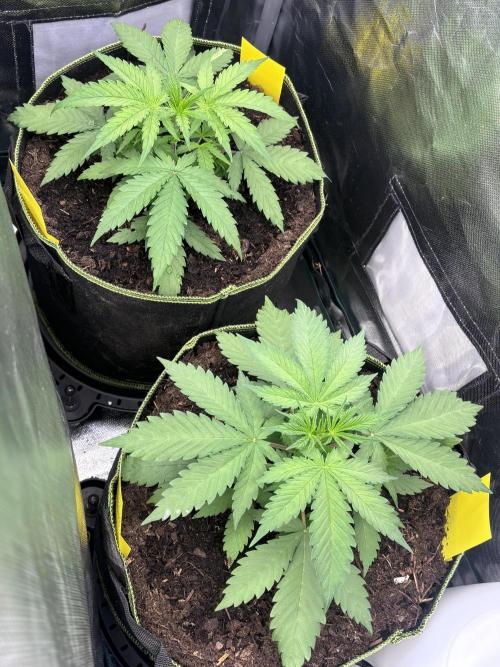 The real Northern Lights ❤️. Week 5
