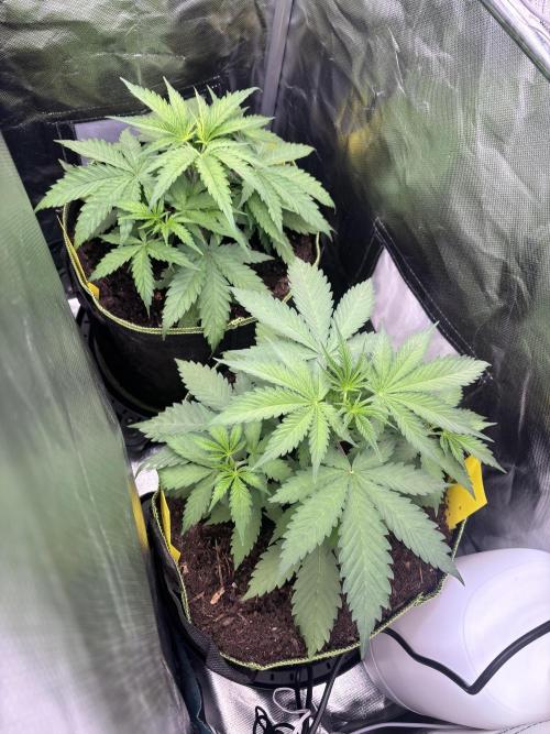 The real Northern Lights ❤️. Week 5