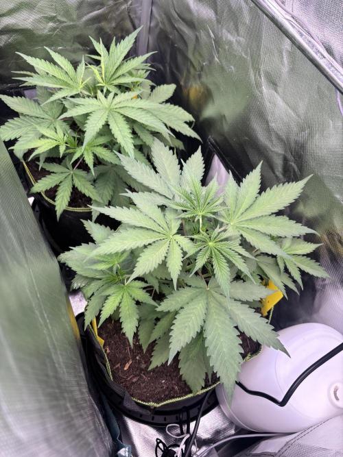 The real Northern Lights ❤️. Week 5