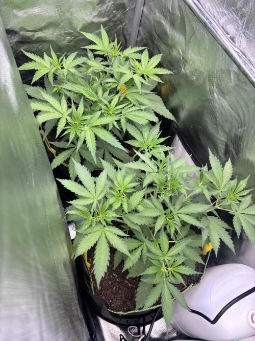 The real Northern Lights ❤️. Week 5