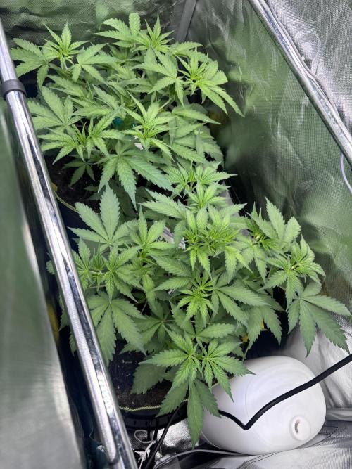 The real Northern Lights ❤️. Week 5