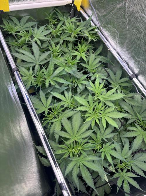 The real Northern Lights ❤️. Week 5