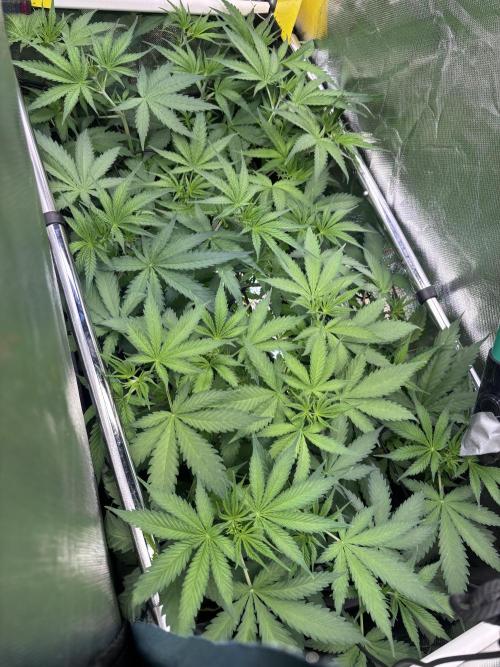 Northern Lights Fem. Week 6