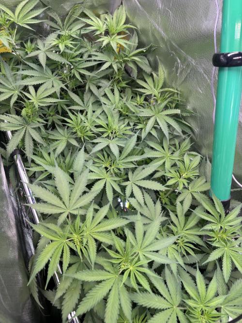 The real Northern Lights ❤️. Week 7