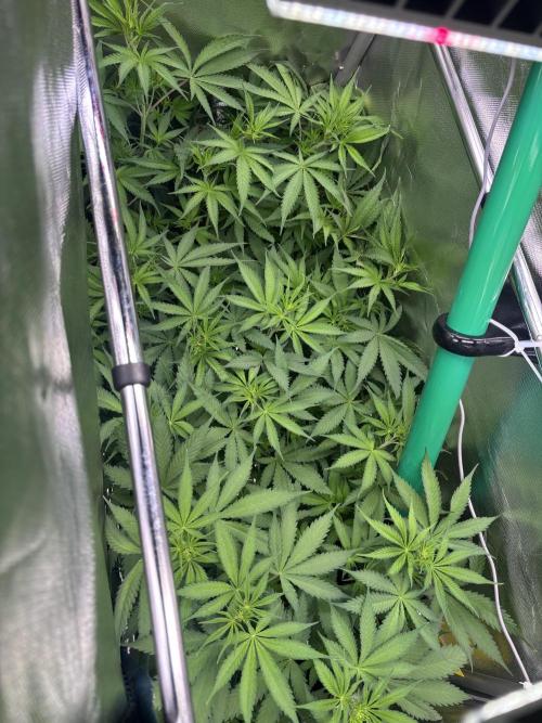 The real Northern Lights ❤️. Week 7