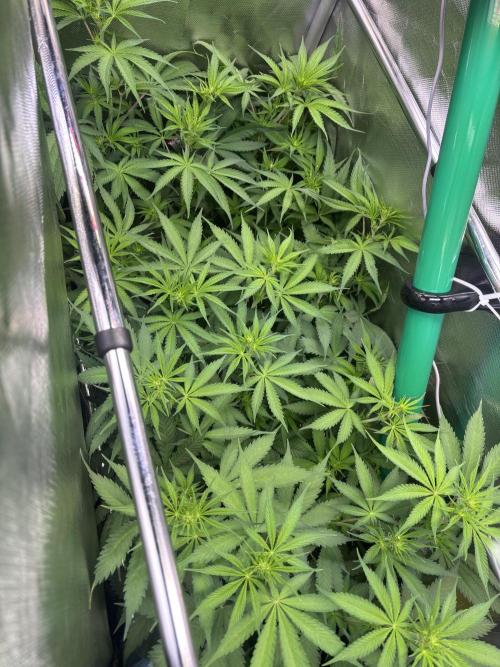 The real Northern Lights ❤️. Week 7