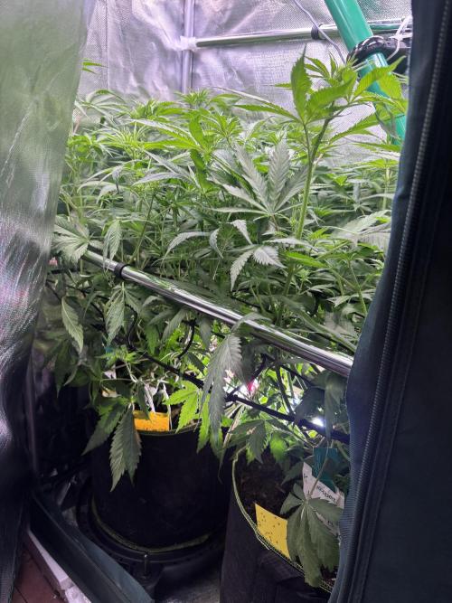 Northern Lights Fem. Week 7