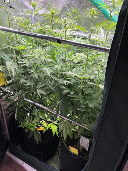 The real Northern Lights ❤️. Week 8