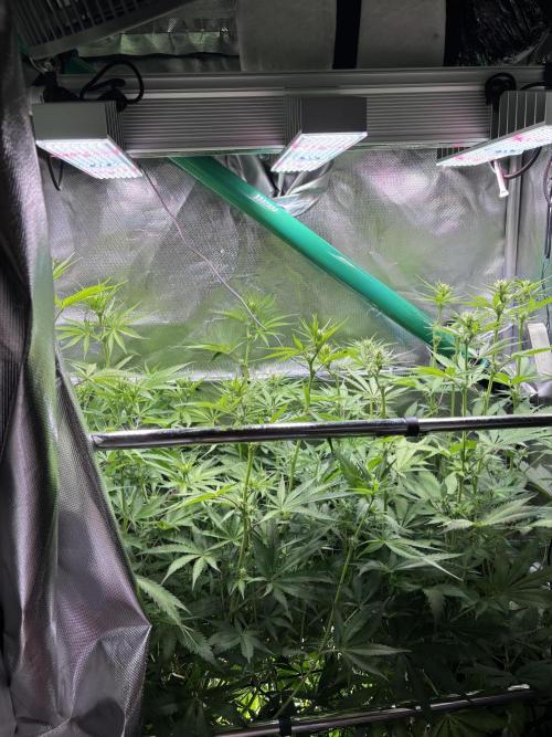 The real Northern Lights ❤️. Week 8