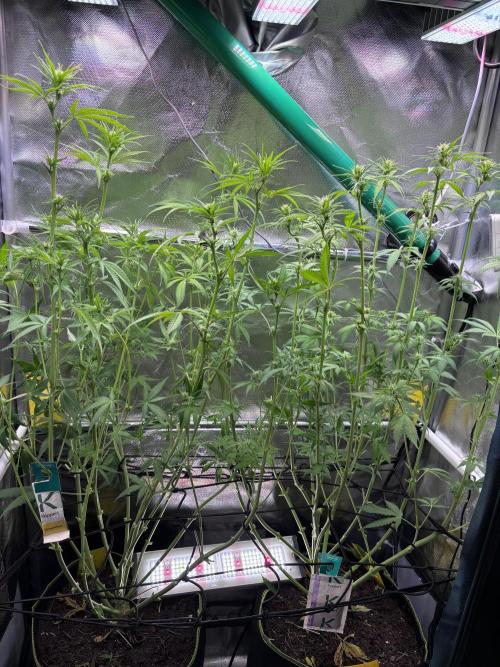 The real Northern Lights ❤️. Week 8