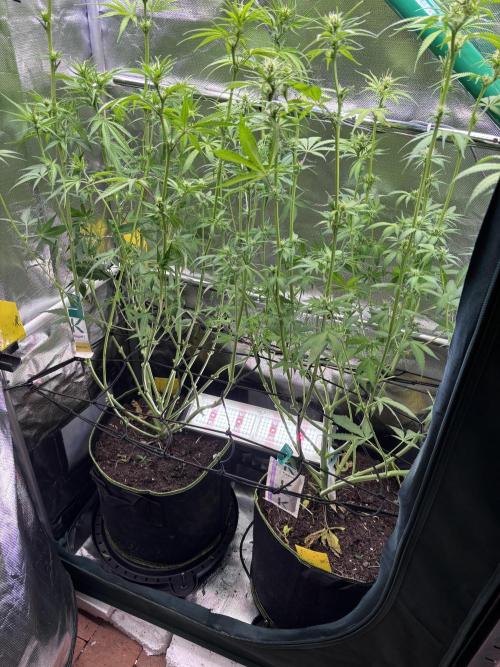 Northern Lights Fem. Week 8