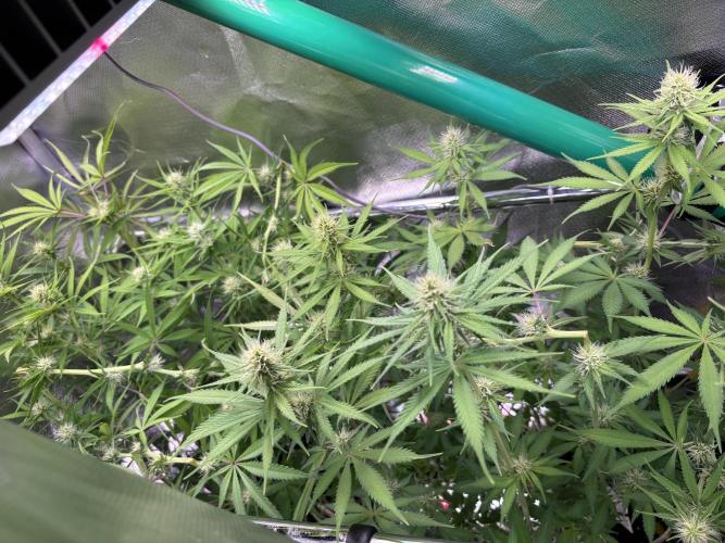 The real Northern Lights ❤️. Week 9