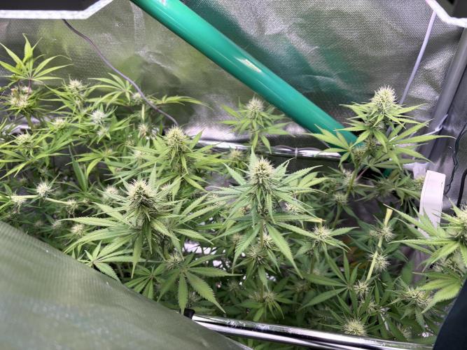 The real Northern Lights ❤️. Week 9