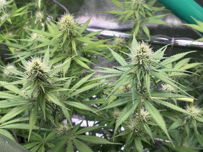 The real Northern Lights ❤️. Week 9