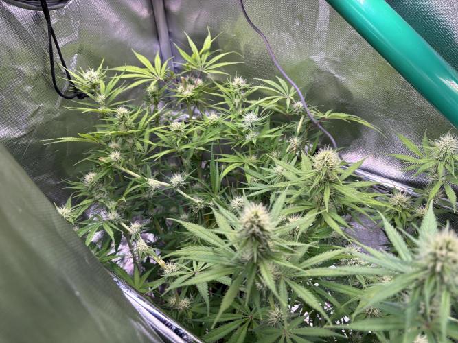 The real Northern Lights ❤️. Week 9