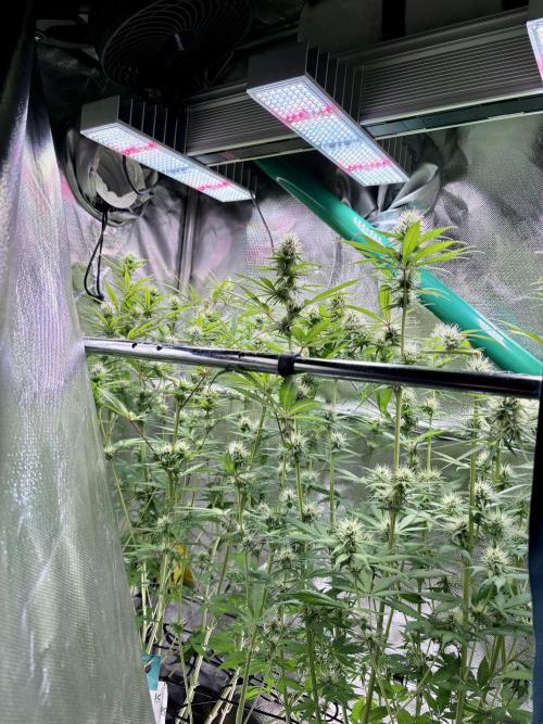 Northern Lights Fem. Week 9
