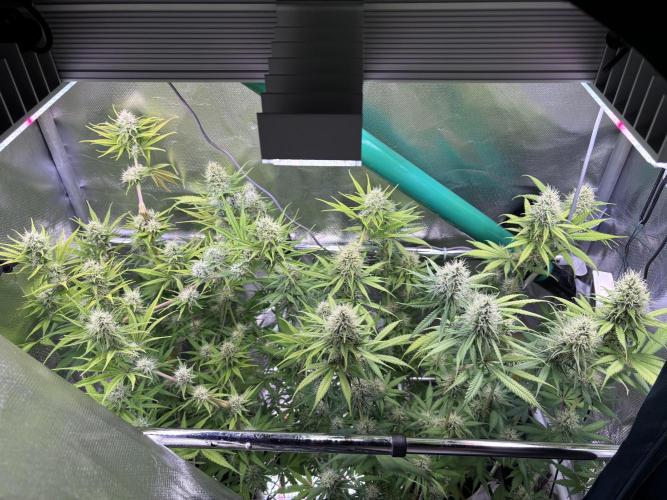 The real Northern Lights ❤️. Week 10