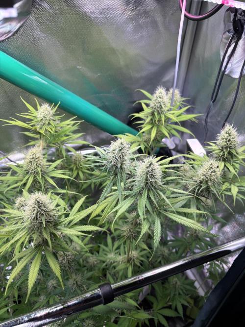 The real Northern Lights ❤️. Week 10