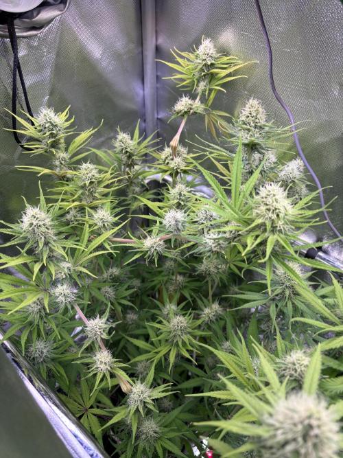 The real Northern Lights ❤️. Week 10