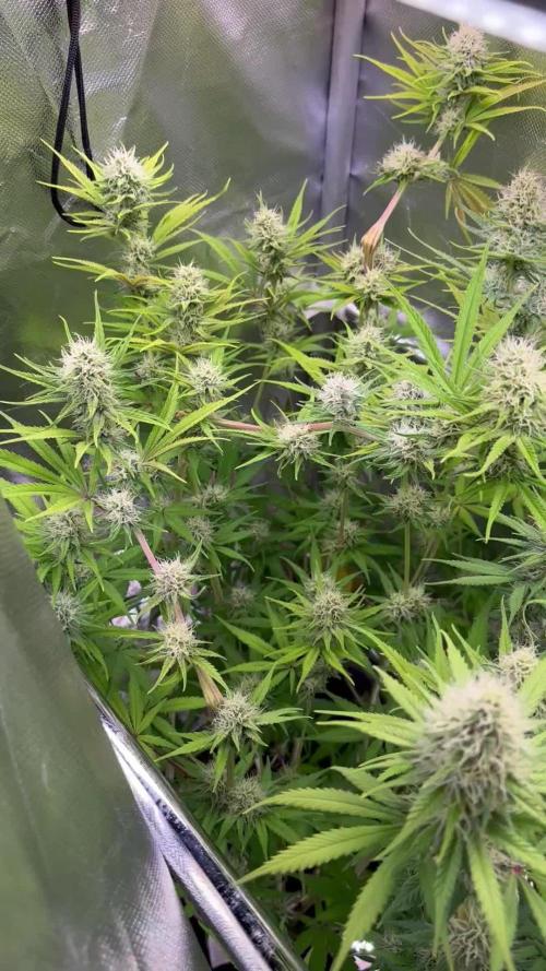 Northern Lights Fem. Week 10