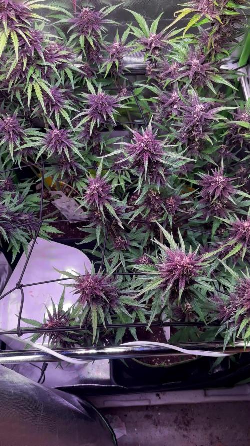 in search of perfection...