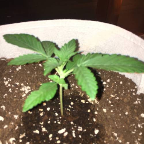 Girl Scout Cookies Auto, Cream Cookies Auto, Zkittlez Auto, Bruce