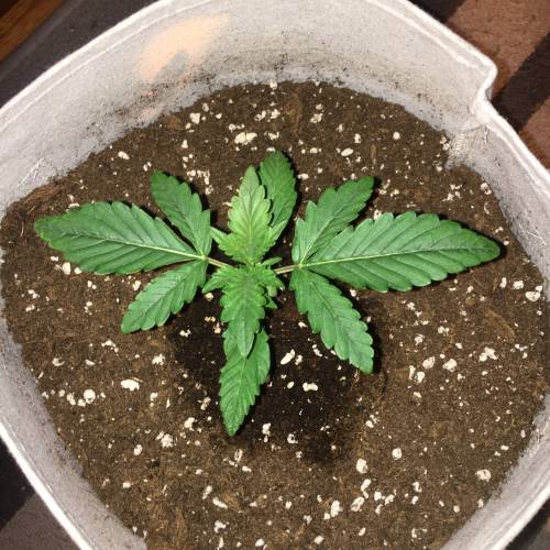 Girl Scout Cookies Auto, Cream Cookies Auto, Zkittlez Auto, Bruce