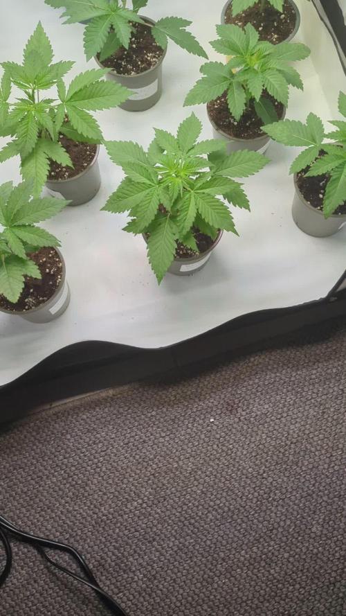 Indoor Summergrow '25 - new setup