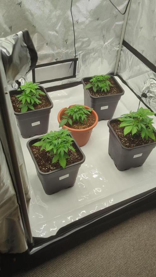Indoor Summergrow '25 - new setup