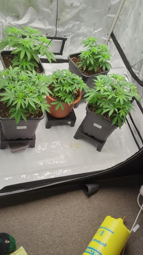 Indoor Summergrow '25 - new setup