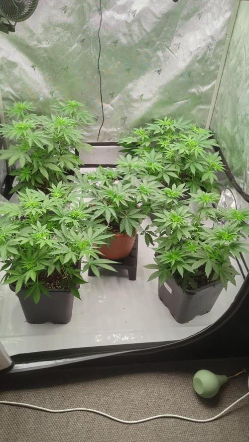Indoor Summergrow '25 - new setup