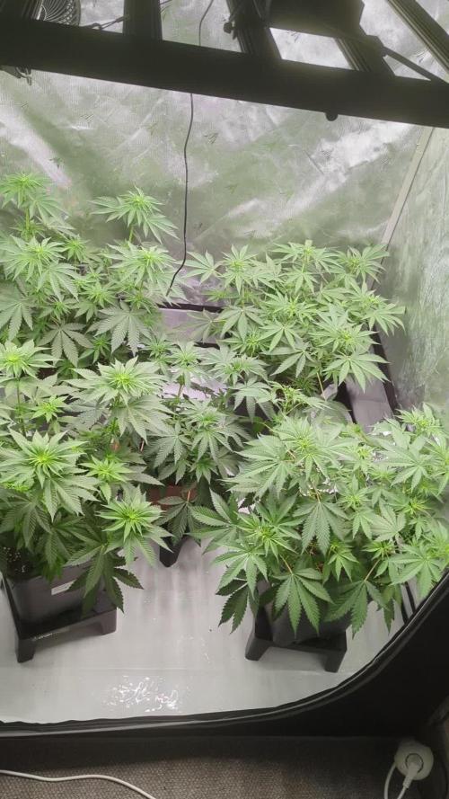 Indoor Summergrow '25 - new setup