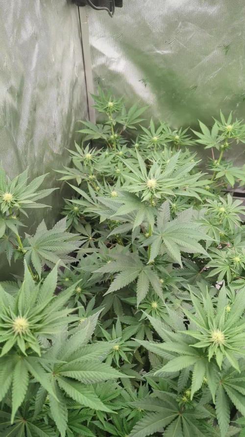 Indoor Summergrow '25 - new setup