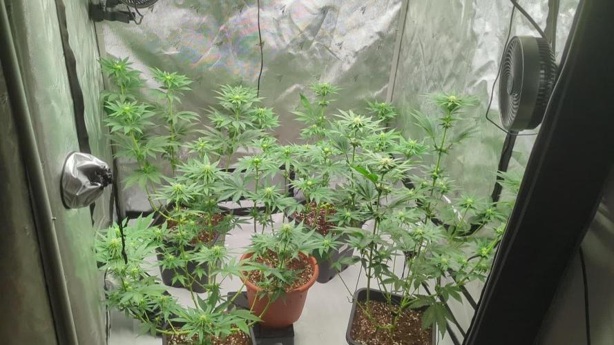 Indoor Summergrow '25 - new setup