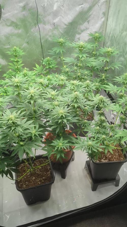 Indoor Summergrow '25 - new setup