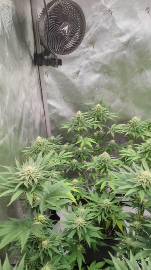 Indoor Summergrow '25 - new setup