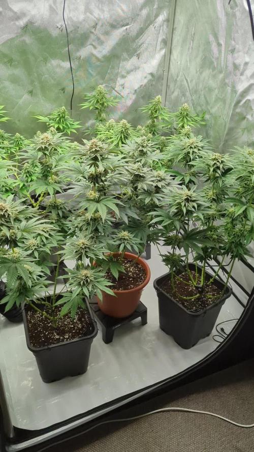 Indoor Summergrow '25 - new setup