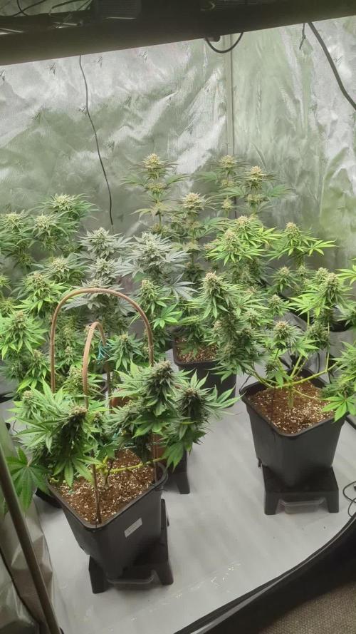 Indoor Summergrow '25 - new setup