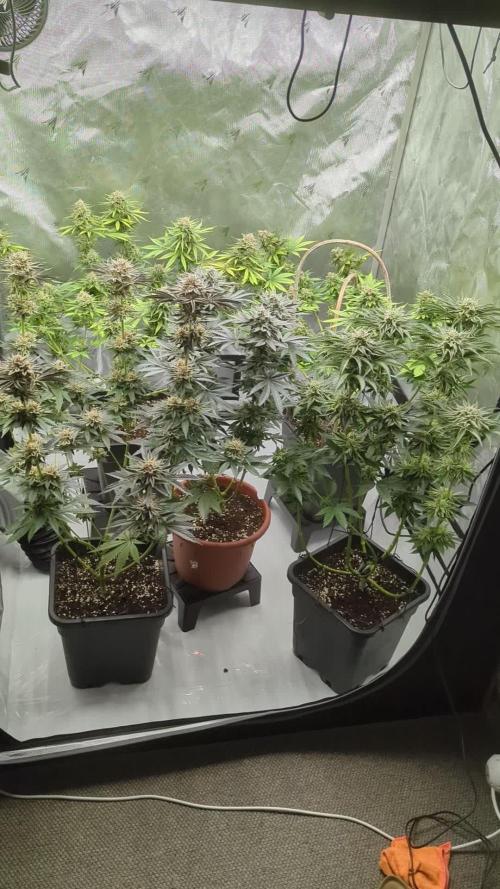 Indoor Summergrow '25 - new setup