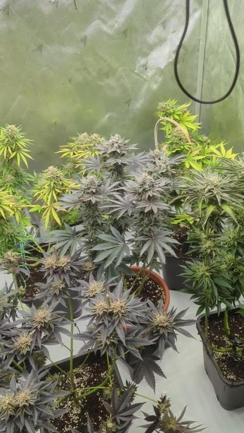 Indoor Summergrow '25 - new setup