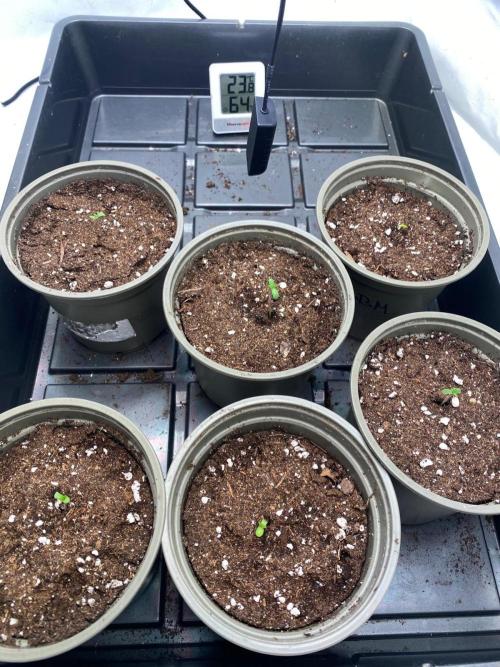 Radical Juice - Ripper Seeds. Week 0