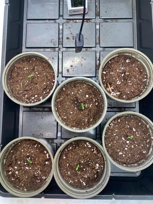 Radical Juice - Ripper Seeds. Week 0