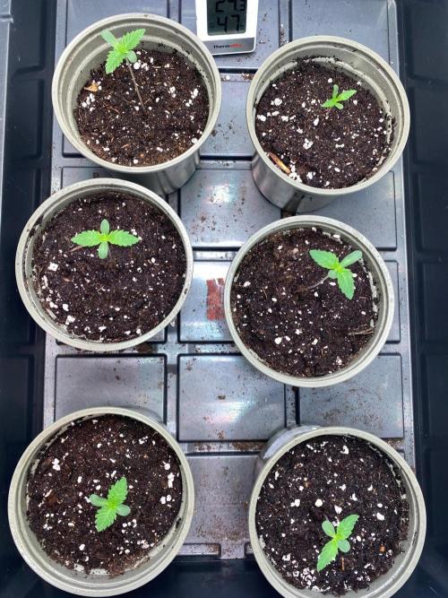 Radical Juice - Ripper Seeds. Week 1