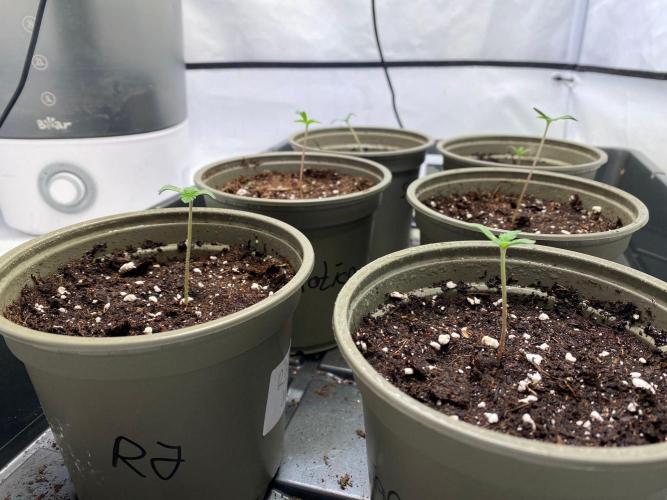 Radical Juice - Ripper Seeds. Week 1