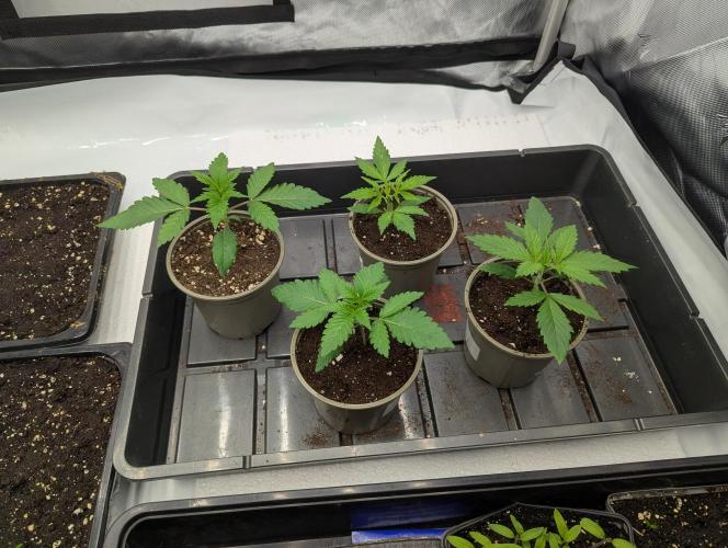 Radical Juice - Ripper Seeds. Week 2