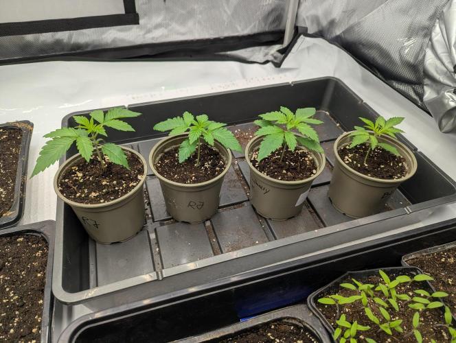 Radical Juice - Ripper Seeds. Week 2