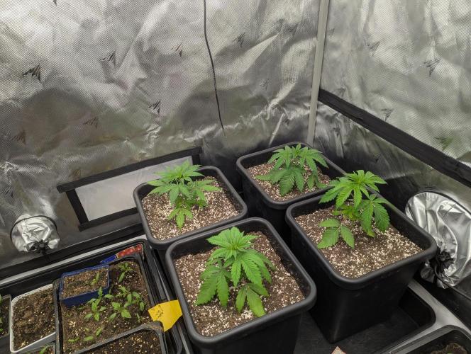 Radical Juice - Ripper Seeds. Week 3