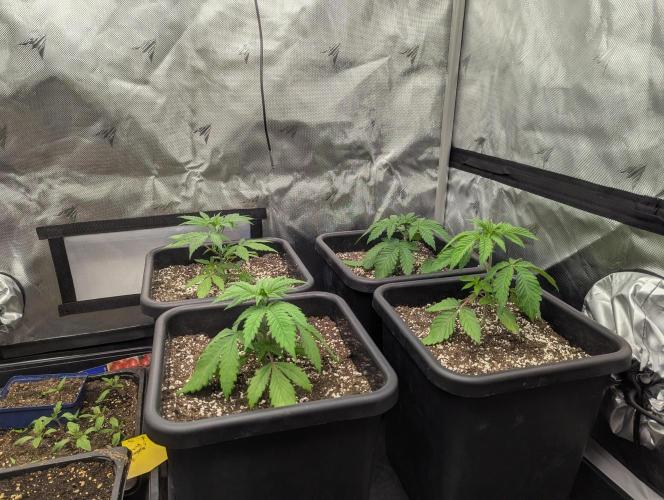 Radical Juice - Ripper Seeds. Week 3