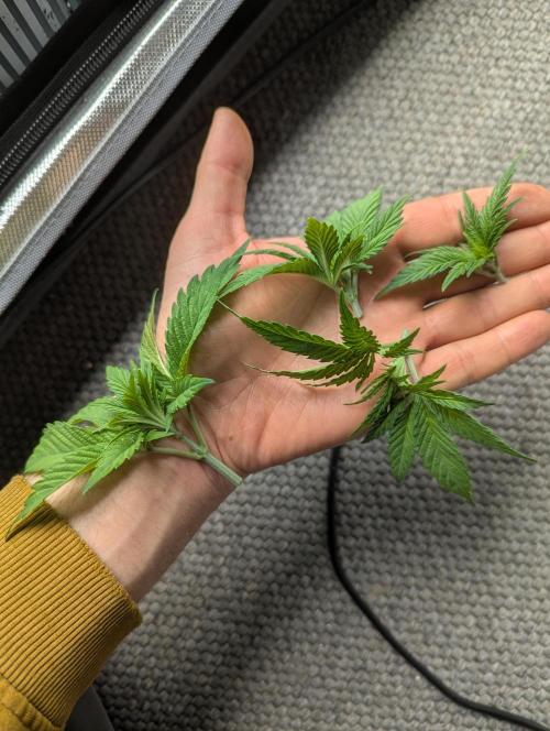Radical Juice - Ripper Seeds. Week 3 - All four ladies got topped